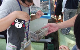 くまもんもびっくり！<br />きゃぁ～『たこ！』